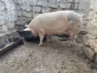 Sow, Pigs — photo 1