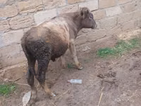 ثور, الماشية — الصورة 2
