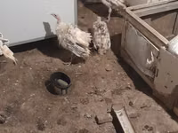 Turkeys — Foto 2