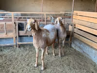 Sheep, Arashan sheep — photo 2