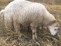 मेढ़ा, Bardhoka sheep — फ़ोटो 2