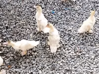 American Pekin — photo 2