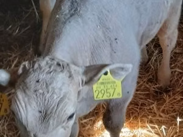 公牛, Cattle