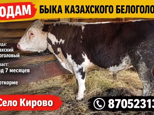 Bulle, Weißkopfige Ukrainische