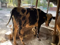 Bulle, Simmental cattle — Foto 2