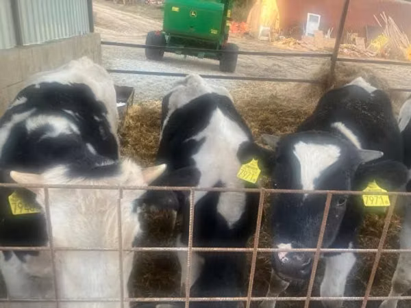 Bulle, Holstein-Rasse