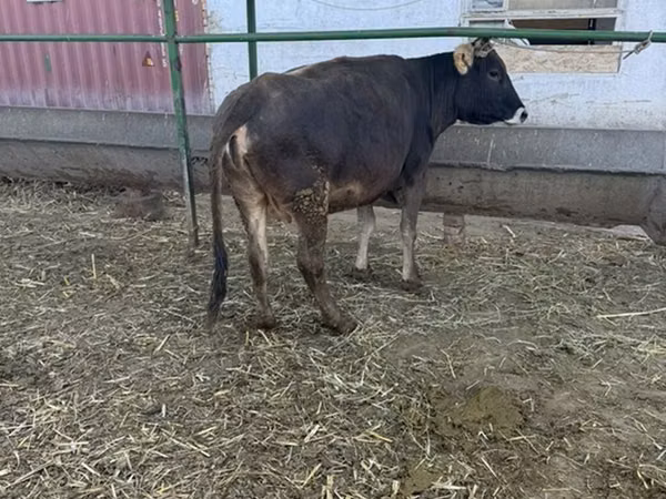 Vaca, Ganado vacuno