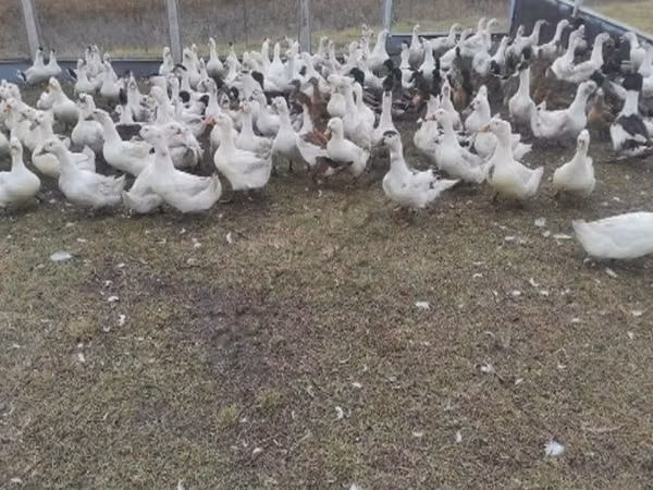 Geese