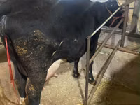 母牛, Alatau breed — 照片 1