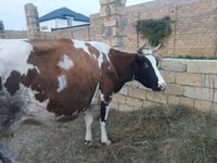 गाय, Simmental cattle — फ़ोटो 4