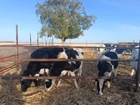 Cow, Russian Black pied cattle — photo 4