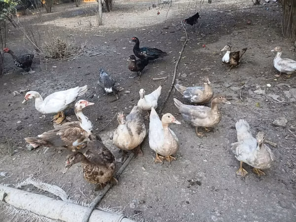 Утки