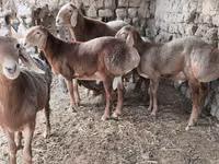 Carnero, Arashan sheep — foto 2