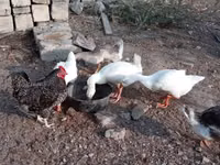 Geese — 1 зураг