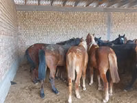 घोड़ा, Horse breed — फ़ोटो 3