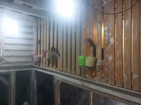 Chickens — photo 4