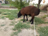 Хуц, Baerchuke sheep — 4 зураг