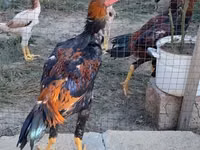 Shamo chickens — photo 1