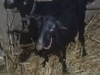 Ziege, Alpine goat — Foto 4