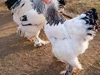 Chickens — फ़ोटो 5