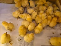 Chickens — 照片 3