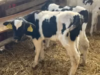 Бух, Russian Black pied cattle — 3 зураг