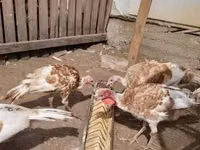 Turkeys — photo 1