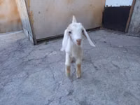 बकरा, Nubian Goat — फ़ोटो 5
