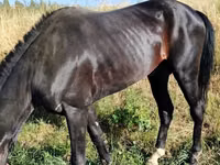 Horses (batch, sex not specified), Hanoverian — photo 5
