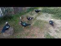 Ducks — Foto 3