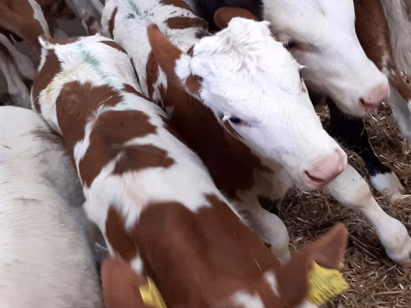 Rinder (Partie, Geschlecht nicht angegeben), Simmental cattle