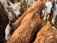 牛只（批次，未指定性别）, Russian Black pied cattle — 照片 3