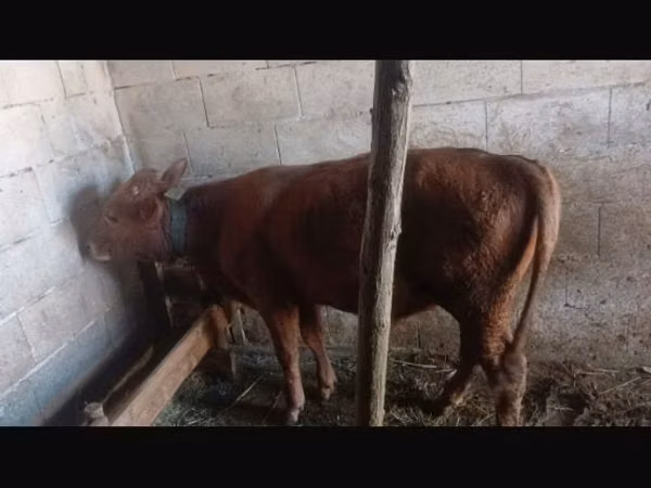 Бух, Үхэр мал