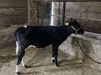 牛只（批次，未指定性别）, Russian Black pied cattle — 照片 7