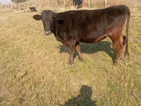 Kuh, Swiss cattle — Foto 2