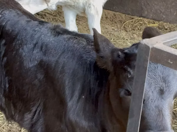 Vaca, Ganado vacuno