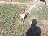 Chickens — photo 2
