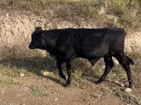 Toro, Ganado vacuno — foto 2