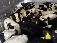 सांड, Russian Black pied cattle — फ़ोटो 3