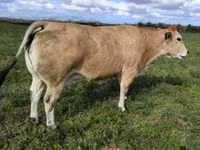 Bulle, Partenaise cattle — Foto 1