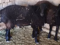 Ram, Sheep — photo 1