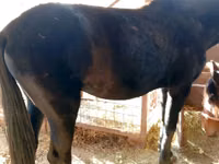 Азаргагүй морь, French Trotter — 5 зураг