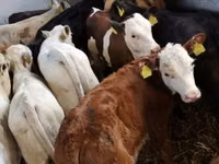 Bovinos (lote, sexo no especificado), Ganado vacuno — foto 2