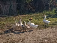 Geese — 照片 3