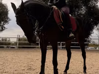 Mare, Friesian sport horse — photo 4