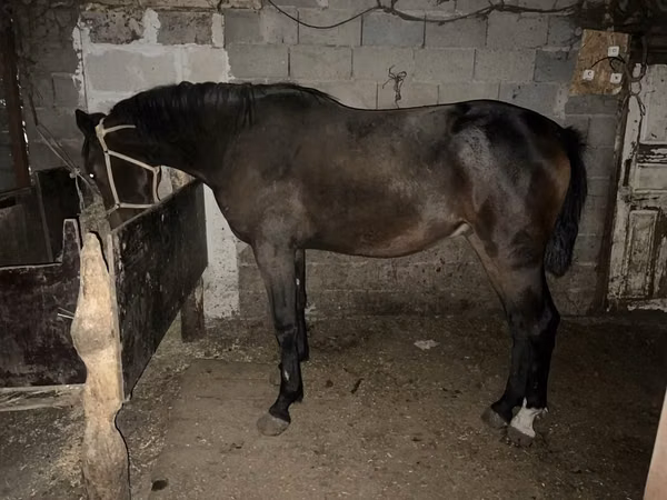 Horse (M), Orlov Trotter