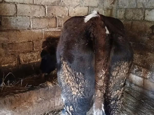 Vaca, Ganado vacuno