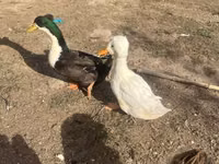 क्रेस्टेड — फ़ोटो 1