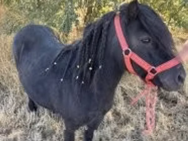 母马, Horses