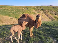 جمل, الجمال — الصورة 3